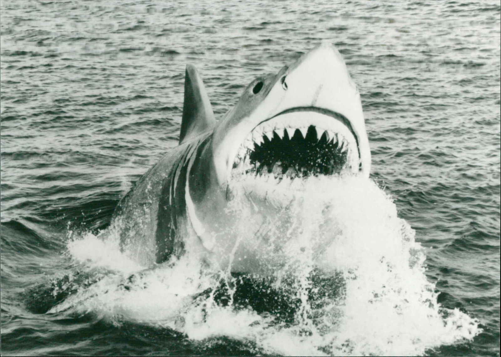Der weiße Hai