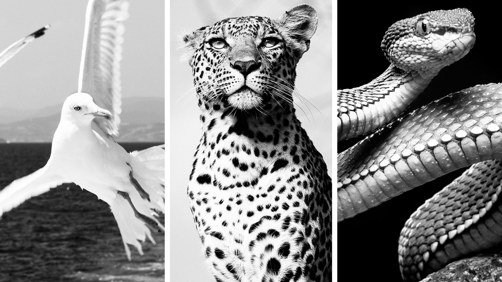 Möwen, Leoparden & Schlangen – 80s Bands sind tierisch gut!