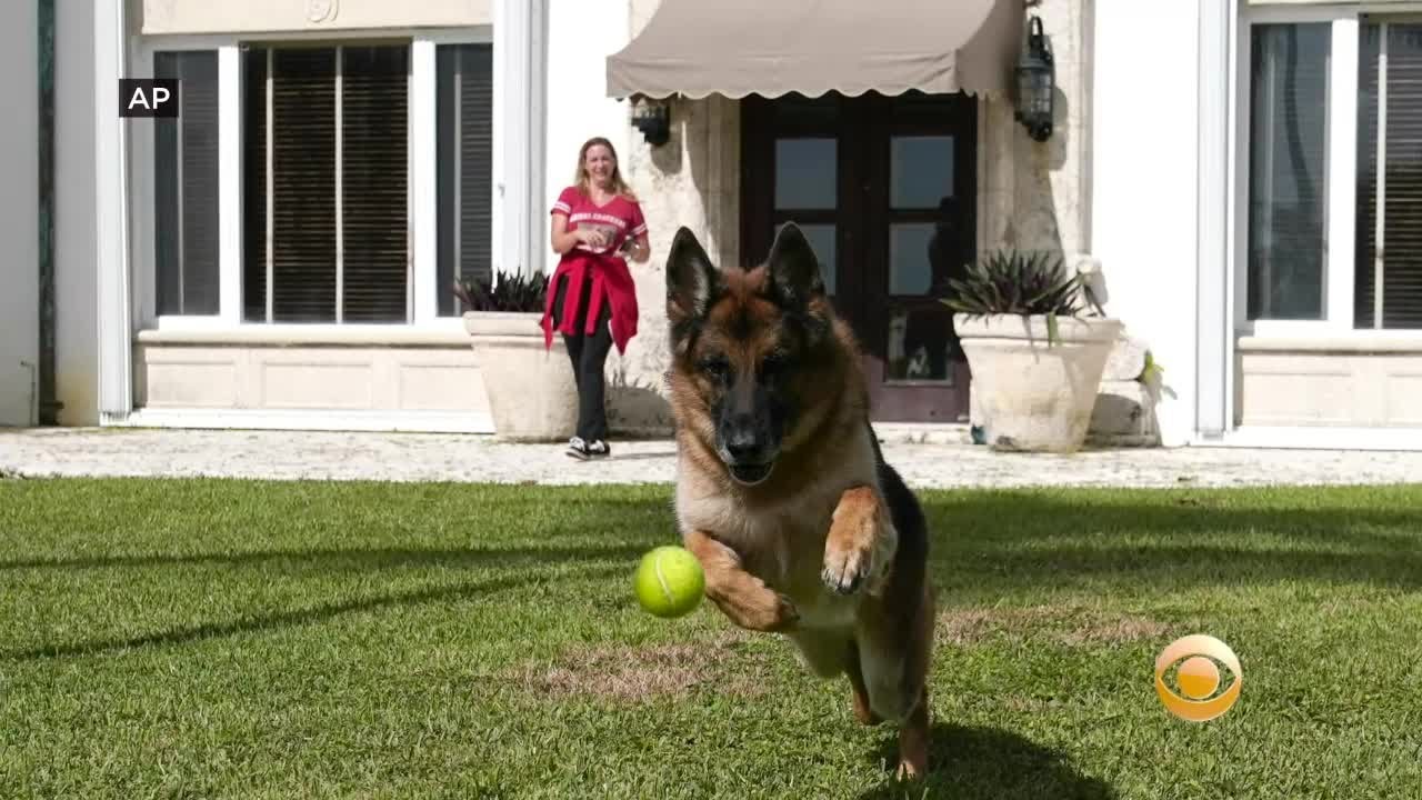 Millionaire Dog Gunther VI Selling Miami Mansion Once Owned By Madonna For Nearly $32 Million